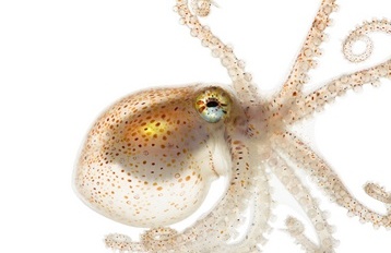 Spineless: Portraits of Marine Invertebrates: the Backbone of Life